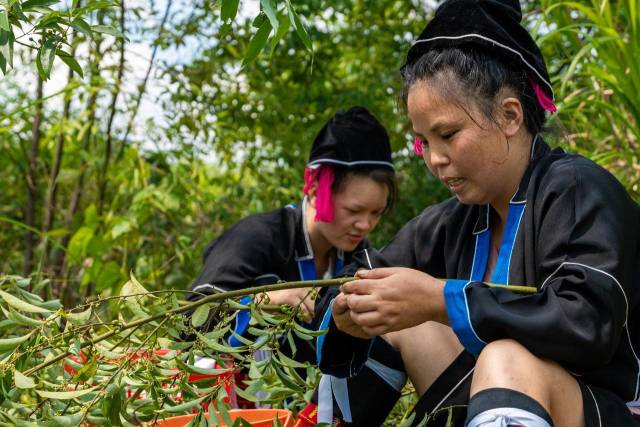 山野“小辛香”如何迈向“大市场”AG真人一颗山苍子的新生：粤北(图2)