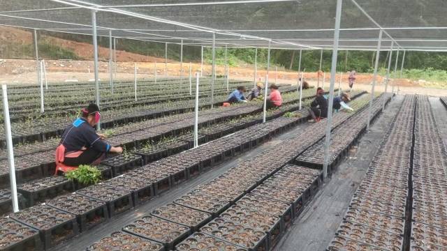 山野“小辛香”如何迈向“大市场”AG真人一颗山苍子的新生：粤北(图4)